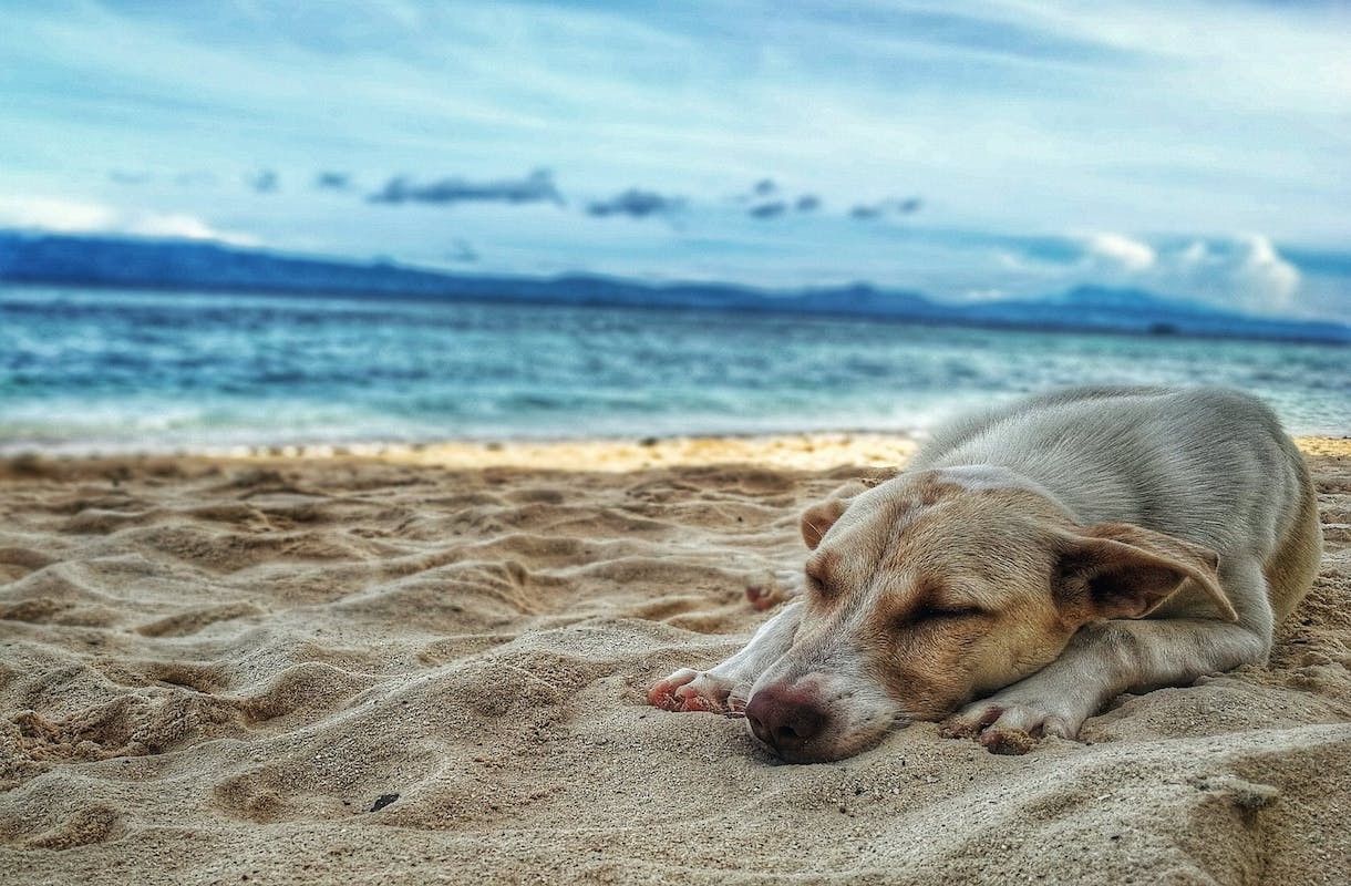 Met je hond op vakantie? 4 tips!