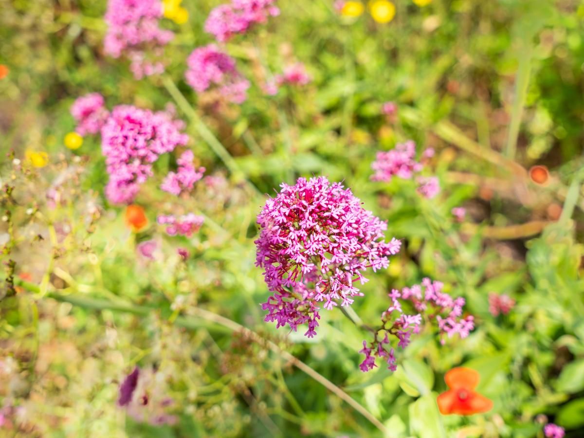 Guest house 015318 - Holiday property West Flanders - La Terrasse