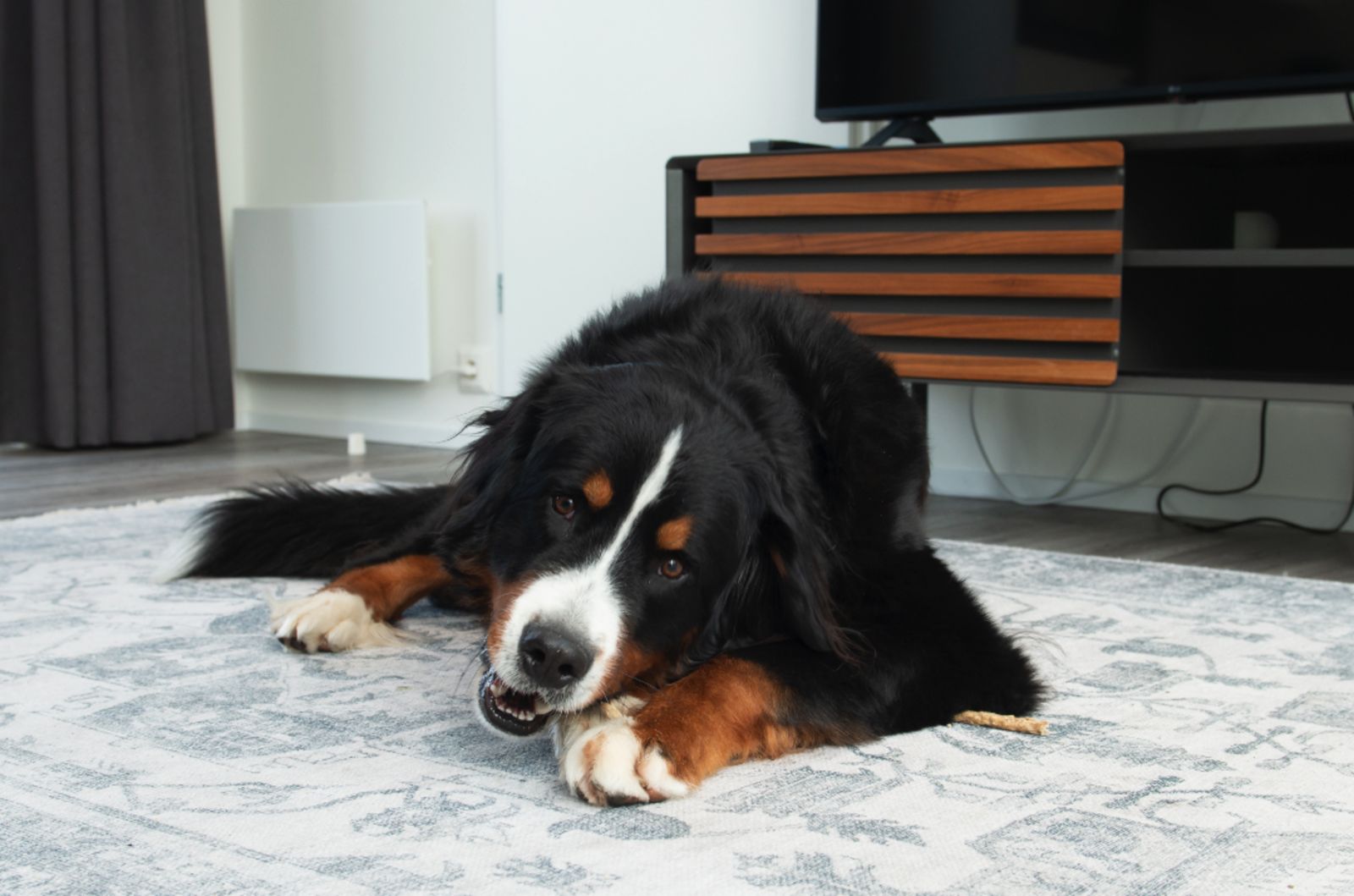 Gemuetliches Wohnzimmer der Access Lodge, Ferienhaus in Westende, Westflandern, mit gemuetlicher Einrichtung und verspieltem Hund.