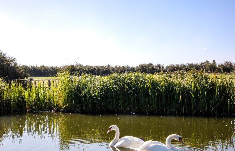 Peaceful setting with swans at Holiday home in Diksmuide, natural beauty in West Flanders, Belgium.