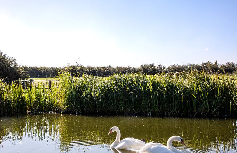 Guest house 019210 - Holiday property West Flanders - Vakantiehuis in Diksmuide