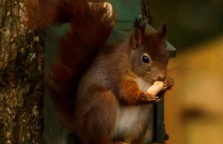 Guest house 040623 - Holiday property Antwerp - Huisje in Merksplas