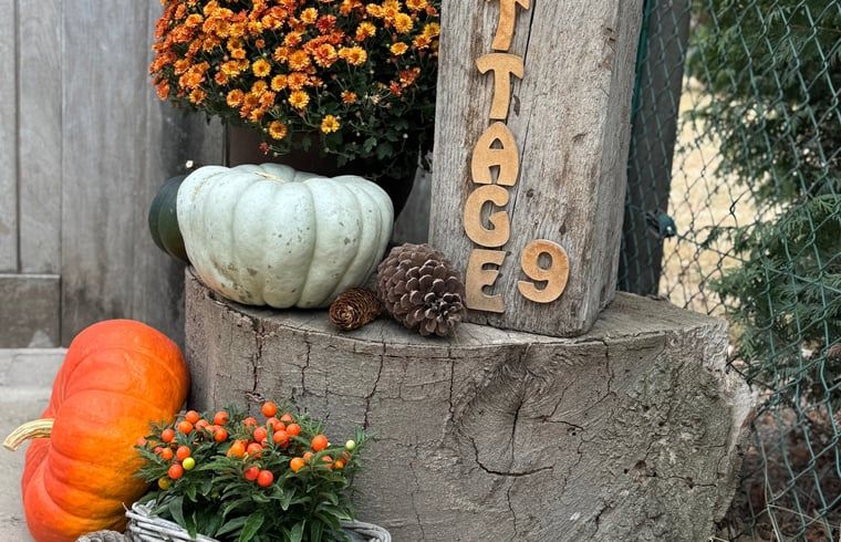 Autumn decoration at Holiday home in Merksplas, Antwerp. Cozy atmosphere with pumpkins and flowers for a cozy vacation home.