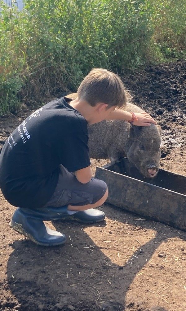 Kind umarmt Schwein in De Drieshoeve, Ferienhaus in Kasterlee, Antwerpen.