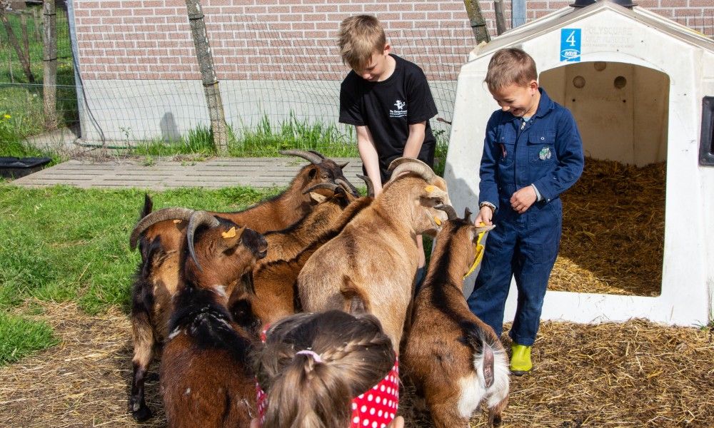 Kinder hueten Ziegen in De Drieshoeve, einem Ferienhaus in Kasterlee, Antwerpen.