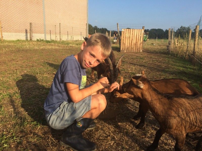 Kuscheln mit Ziegen in De Drieshoeve, Ferienhaus in Kasterlee, Antwerpen.