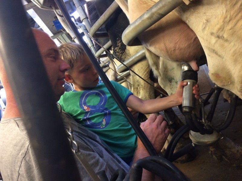 Melkende Kuehe in De Drieshoeve, Ferienhaus in Kasterlee, Antwerpen.