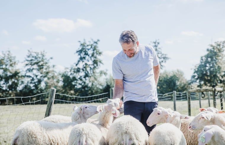 Entspannen Sie sich im Cottage in Kasterlee, Antwerpen, mit Schafen in der ueppigen Natur rund um dieses charmante Ferienhaus in Belgien.