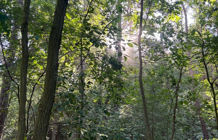 Lush nature surrounding Cottage in Wuustwezel, a vacation home in the heart of Antwerp, Belgium.