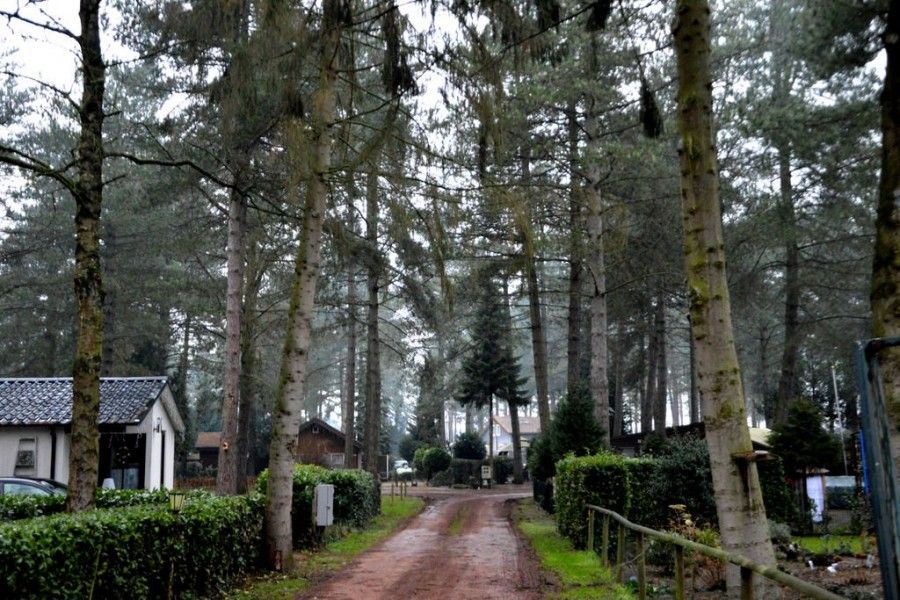 Von Baeumen umgebener Zugangsweg zum Chalet Sigal in Poppel, Antwerpen. Erleben Sie die Stille und die natuerliche Umgebung.