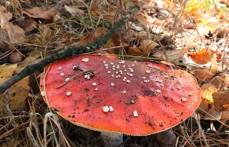 Guest house 048007 - Holiday property Antwerp - Huisje in Wechelderzande