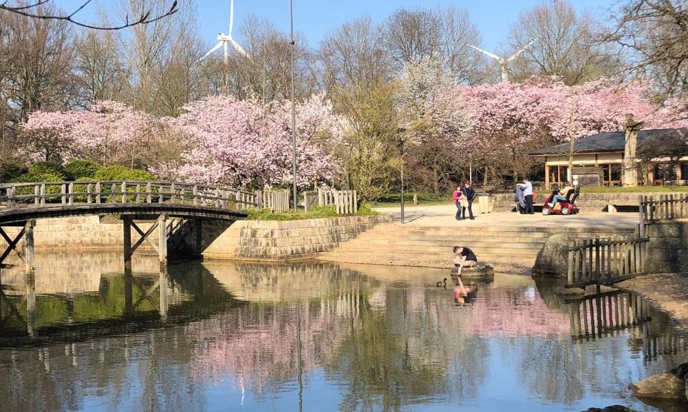 Prachtige bloesems in het park van Hasselt, vlakbij StadOase-Hasselt vakantiehuis, Belgie.