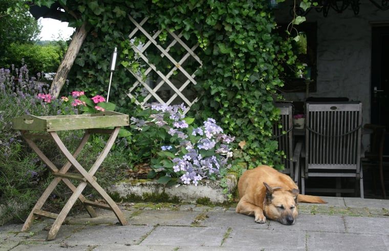 Verblijf 053702 - Vakantiewoning Limburg - Huisje in Sint Pietersvoeren