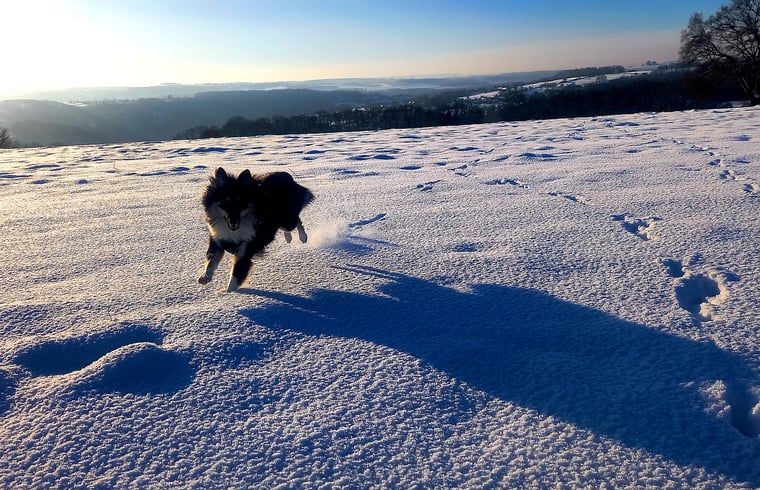 Winterlandschaft im Ferienhaus in Comblain au Pont, Ardennen, Belgien, mit Hund, der im Schnee spielt, und schoener Aussicht auf die Huegel.