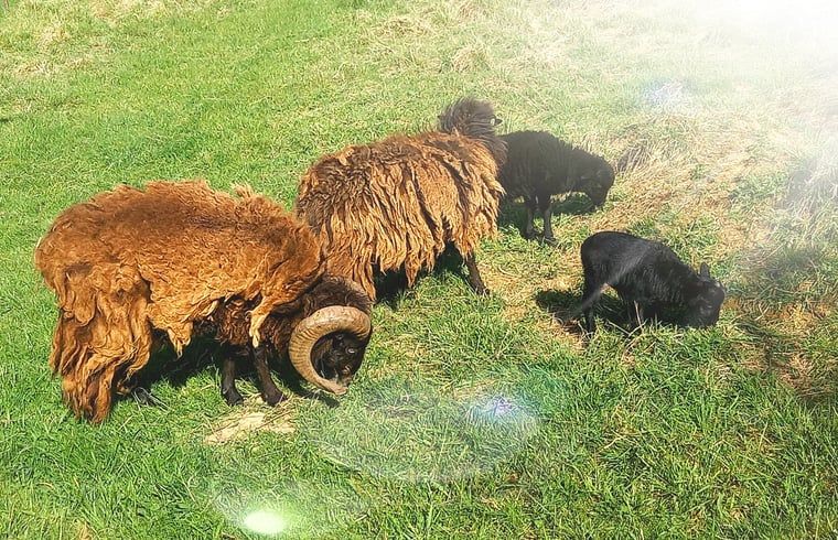 Geniessen Sie die Natur rund um das Ferienhaus in Comblain au Pont, Ardennen, mit Schafen auf den gruenen Weiden von Luettich, Belgien.