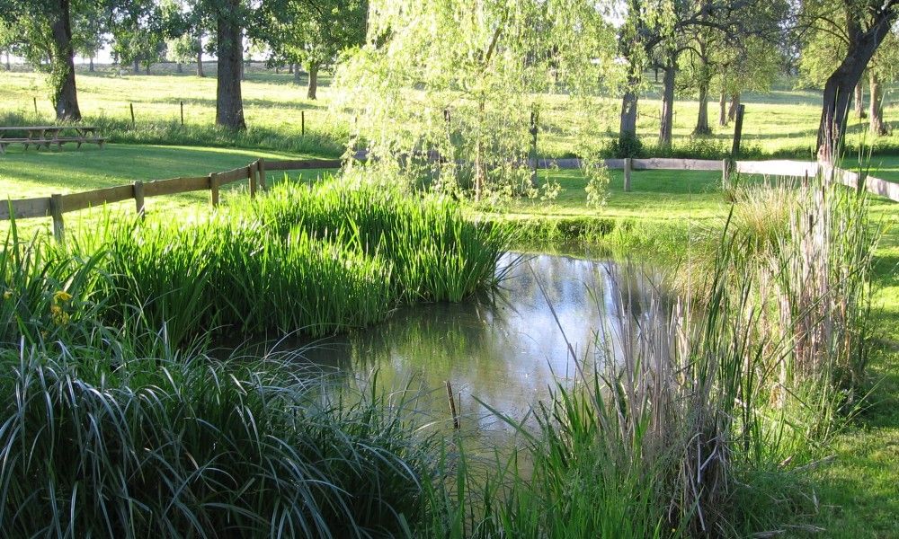 Rustieke vijver omgeven door groen bij Gites d'Ogne vakantiehuis in Sprimont-Ogne, Ardennen, perfect voor natuurliefhebbers.