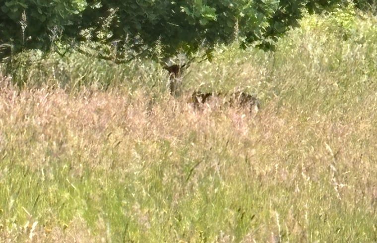 Guest house 072805 - Holiday property Hainaut - Vakantiehuisje in Elzele