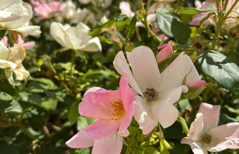 Guest house 072805 - Holiday property Hainaut - Vakantiehuisje in Elzele