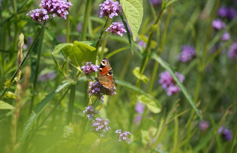 Guest house 0745308 - Holiday property Hainaut - Huisje in FRASNES LEZ ANVAING