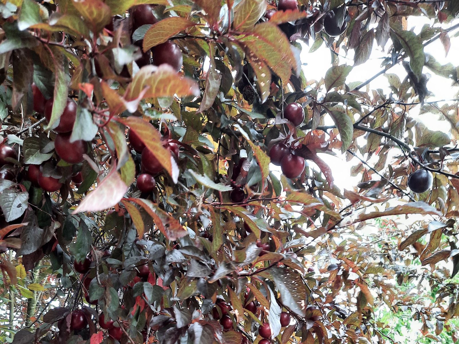 Unterkunft 086110 - Ferienhaus Namur - ARD199