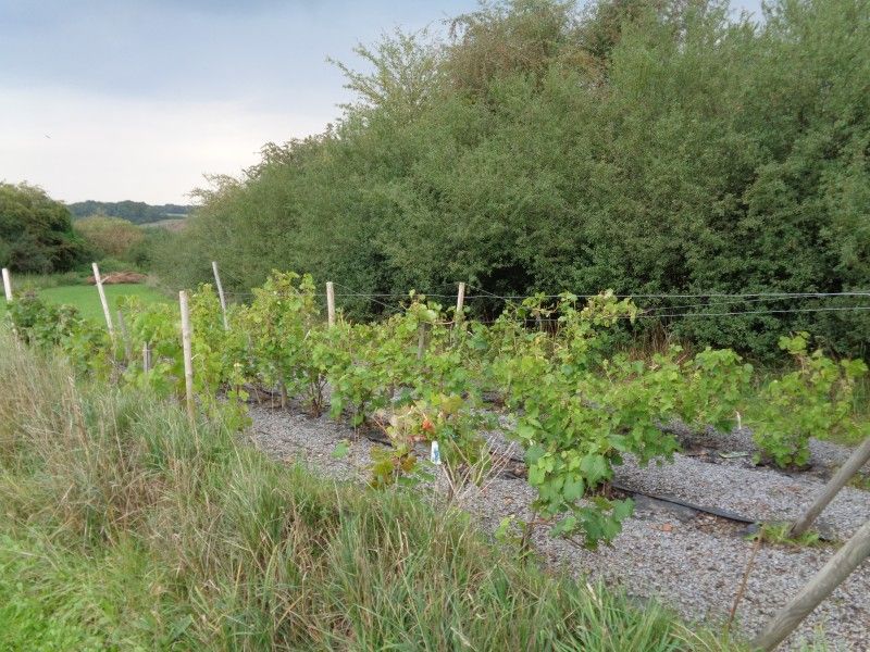 Wijngaard in de buurt van La Terra vakantiehuis, Durbuy, omgeven door natuur.