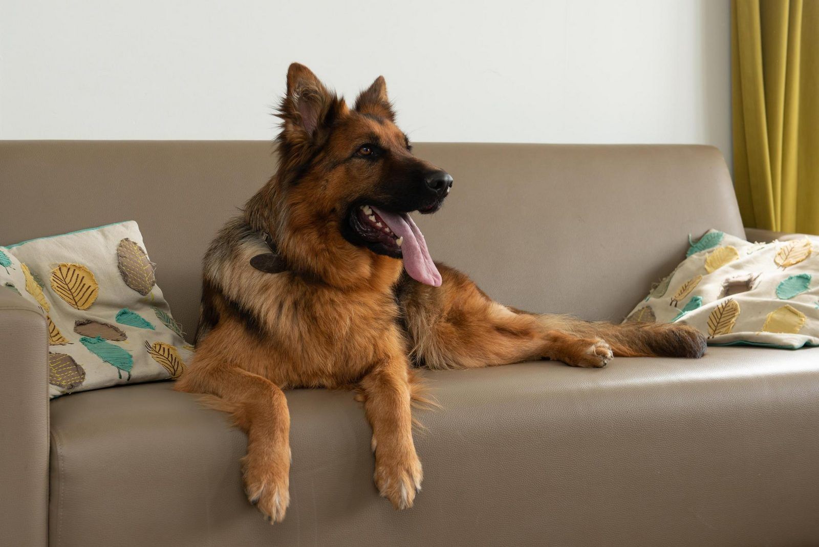 Vakantiewoning Comfort Lodge 6 p.(50 m2) Honden toegelaten