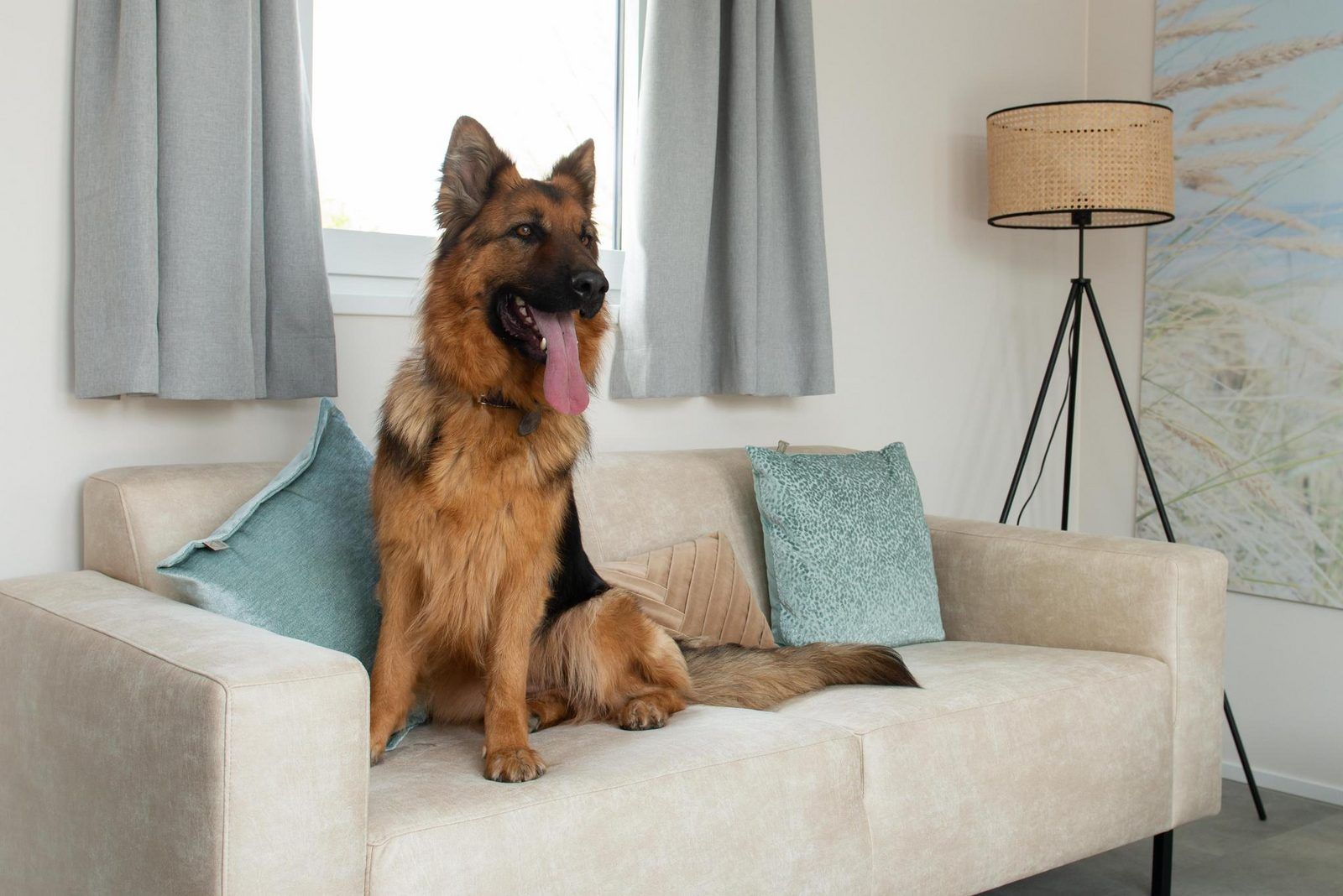 Comfortabele binnenruimte van Wood Lodge in Nieuwpoort, Belgische kust. Honden toegelaten in deze stijlvolle vakantieaccommodatie.