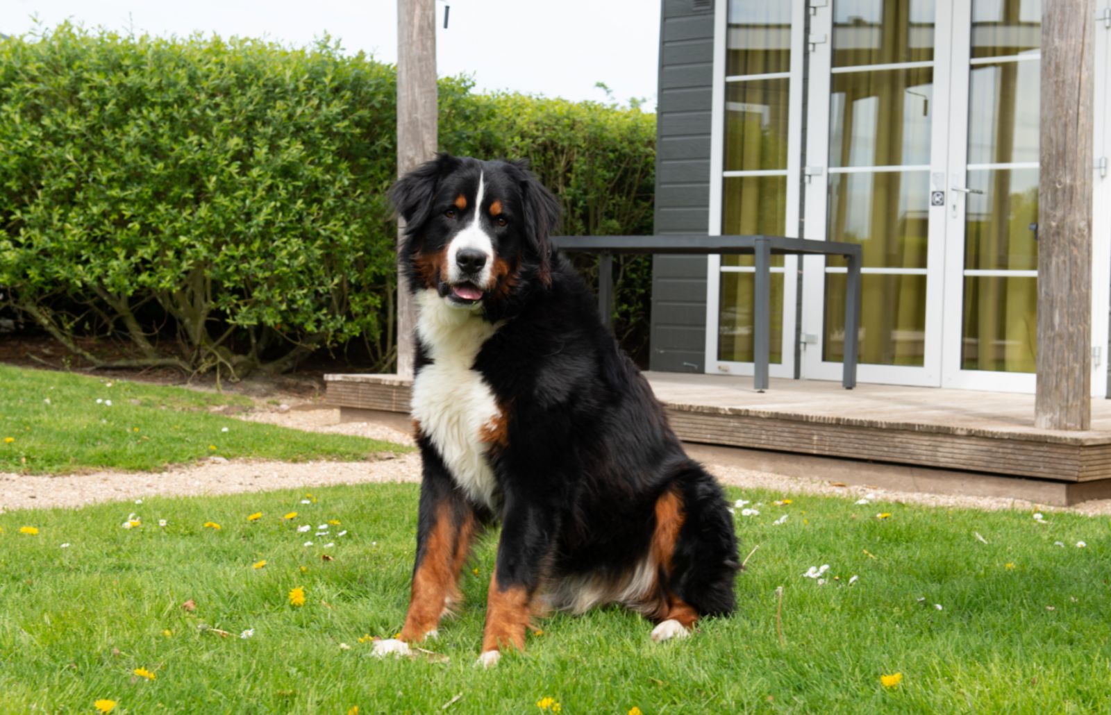 Comfort Lodge in Nieuwpoort met hondvriendelijke tuin en terras, ideale vakantieplek aan de Belgische kust voor natuurliefhebbers.