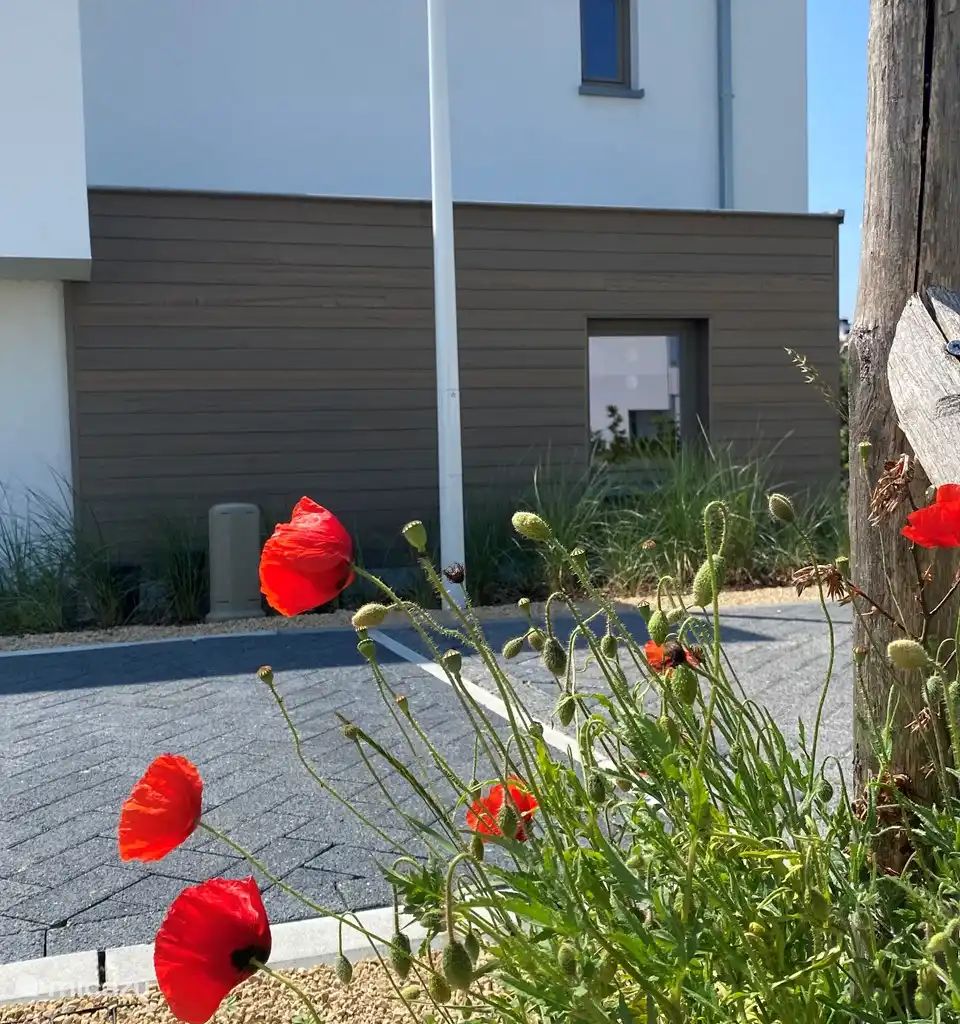 Geniessen Sie die ruhige Umgebung des Ferienhauses "Witte Oase" in Oostduinkerke an der belgischen Kueste mit wunderschoenen Blumen im Vorgarten.