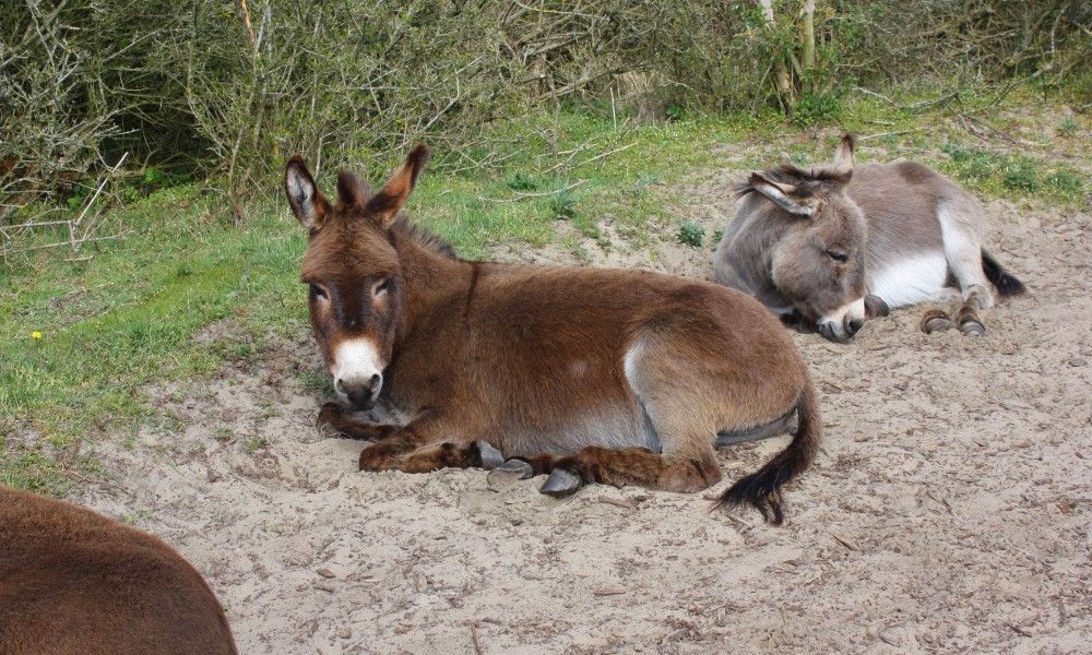 Esel in den Duenen bei Duinendaele 272, Adinkerke, De Panne, belgische Kueste.