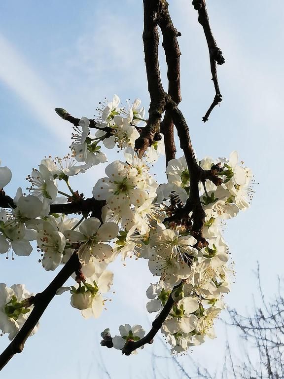 Guest house 140206 - Bed and Breakfast East Flanders - B&amp;B 't Huys van Enaeme