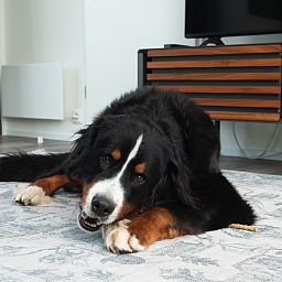 Gemuetliches Wohnzimmer der Access Lodge, Ferienhaus in Westende, Westflandern, mit gemuetlicher Einrichtung und verspieltem Hund.