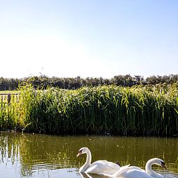 Peaceful setting with swans at Holiday home in Diksmuide, natural beauty in West Flanders, Belgium.