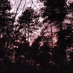 Atemberaubende Aussicht auf das Waldgebiet bei Sonnenuntergang vom Ferienhaus in Herselt, Antwerpen, Belgien.