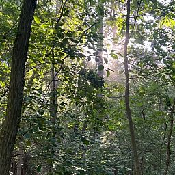 Lush nature surrounding Cottage in Wuustwezel, a vacation home in the heart of Antwerp, Belgium.