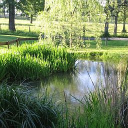 Rustieke vijver omgeven door groen bij Gites d'Ogne vakantiehuis in Sprimont-Ogne, Ardennen, perfect voor natuurliefhebbers.