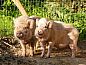Guest house 087801 • Holiday property Namur • Vakantiehuis in Belvaux  • 12 of 14