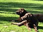 Guest house 094101 • Holiday property Luxembourg • Gite Ardennais   • 3 of 25