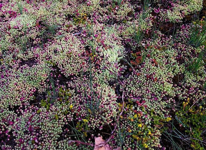 Guest house 0101159 - Bed and Breakfast West Flanders - B&amp;B E48