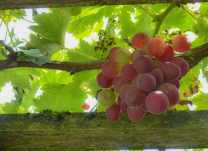 Guest house 0101159 - Bed and Breakfast West Flanders - B&amp;B E48