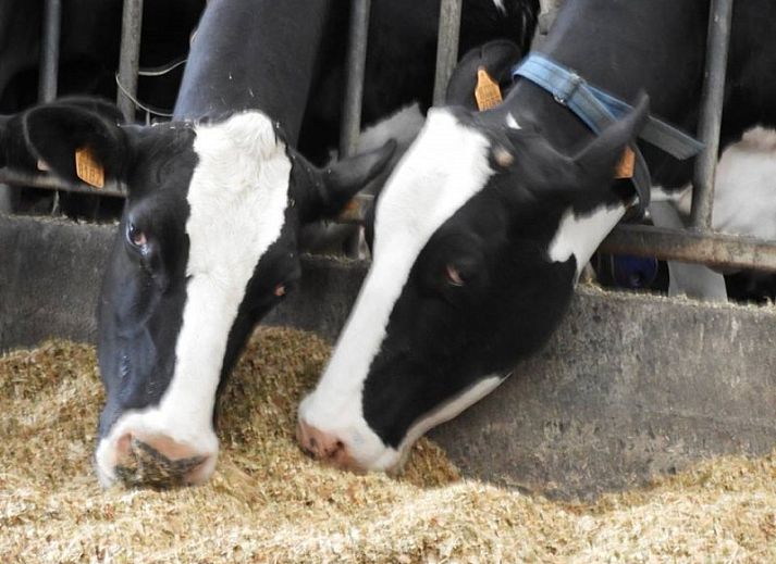 Kind voedert kalf op boerderij bij Reutelhoeve vakantiehuis in Zonnebeke, West-Vlaanderen.