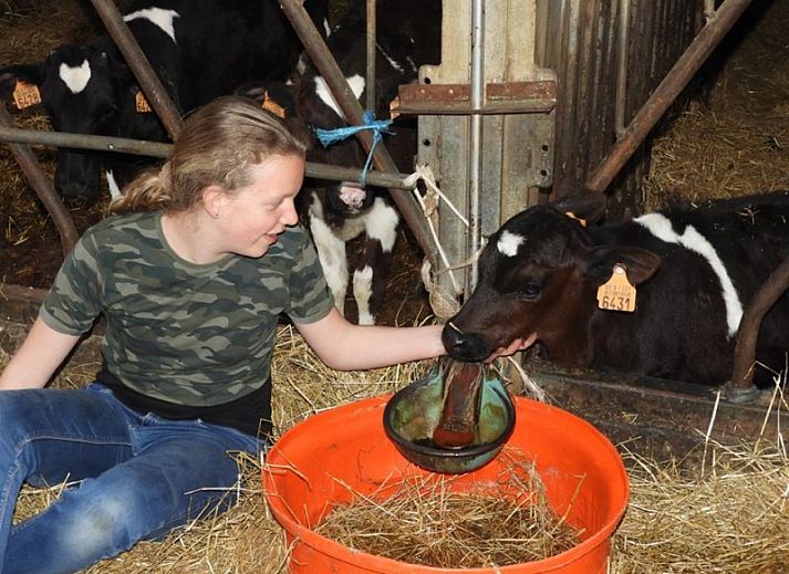 Kind voedert kalf op boerderij bij Reutelhoeve vakantiehuis in Zonnebeke, West-Vlaanderen.