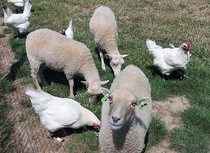 Spacious dining room in AKKERNEST vacation home, Hill Country, with long table and modern bar facilities.