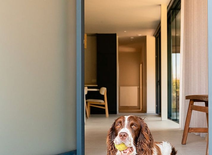 Cottage in Heuvelland, ruhige Terrasse mit gruener Umgebung in Westouter, Westflandern, Belgien.