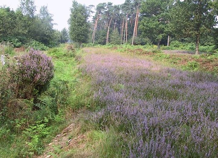 Guest house 0111102 - Holiday property West Flanders - Huisje in Zandvoorde