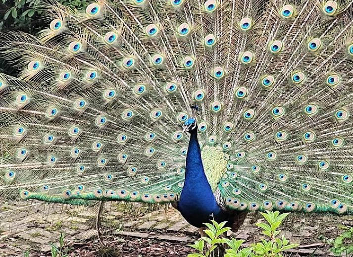 Relax in the jacuzzi overlooking grazing animals at Holiday Home in Zarren, West Flanders, Belgium.