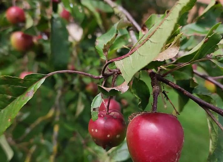 Relax in the jacuzzi overlooking grazing animals at Holiday Home in Zarren, West Flanders, Belgium.
