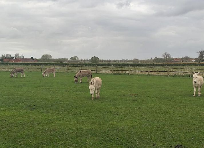 Relax in the jacuzzi overlooking grazing animals at Holiday Home in Zarren, West Flanders, Belgium.