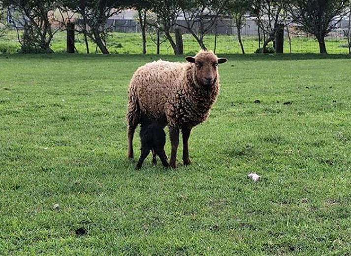 Attractive bedroom in Holiday Home in Zarren with colorful interior in West Flanders, Belgium.