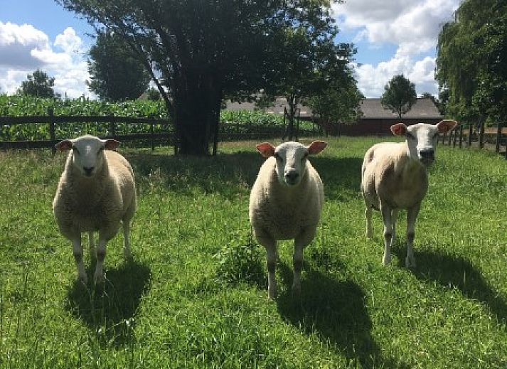 Guest house 011509 - Holiday property West Flanders - hof ten thorre